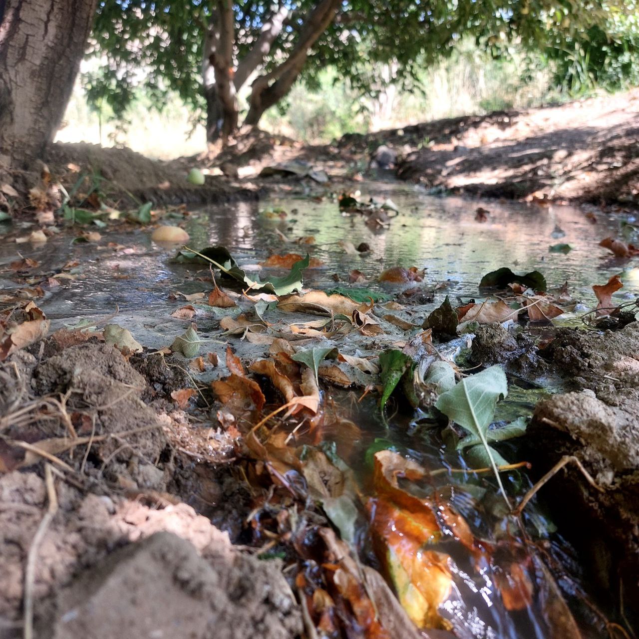 1000 متر باغ پر ثمر روستای مامن