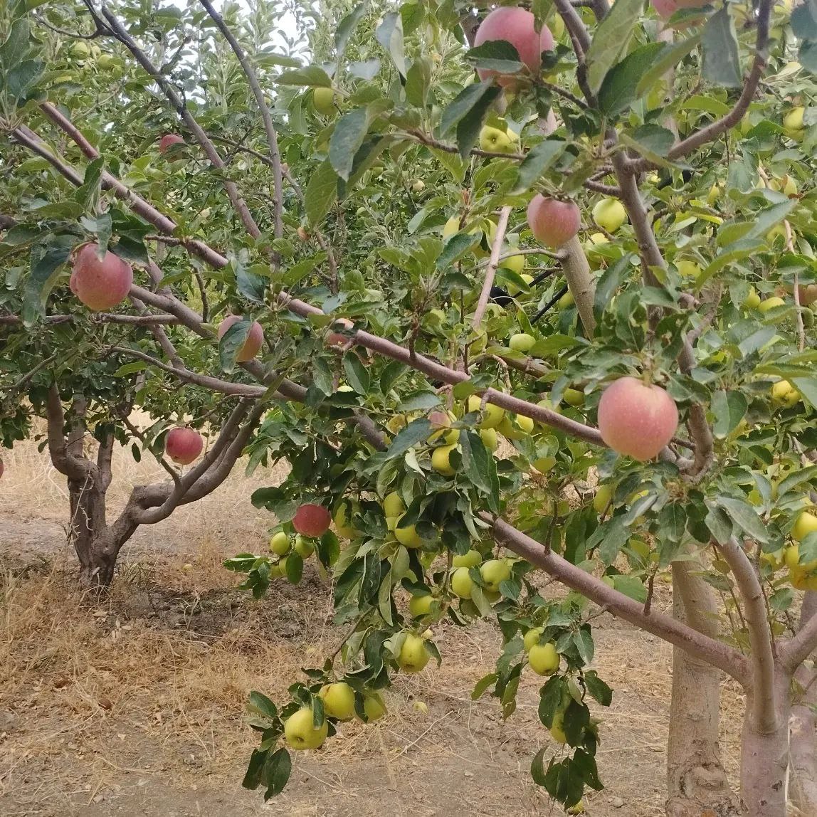 1000 متر باغ پر ثمر روستای مامن