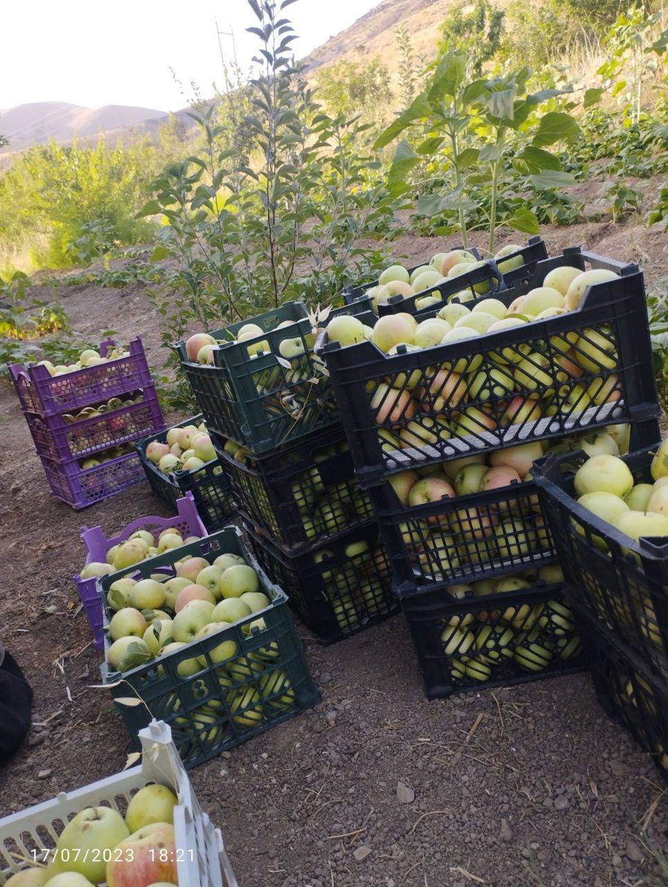 1000 متر باغ پر ثمر روستای مامن