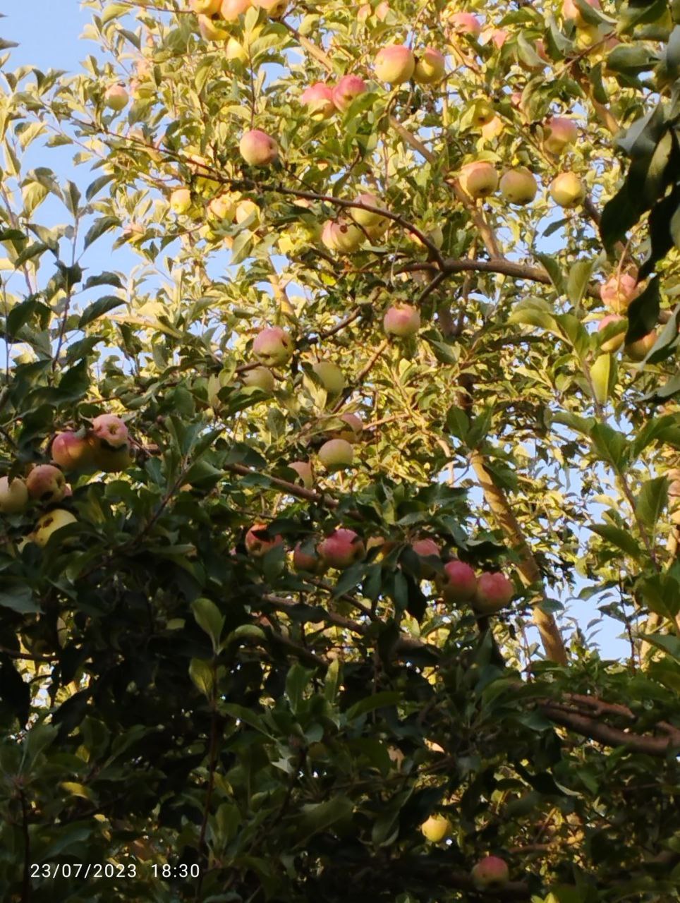 1000 متر باغ پر ثمر روستای مامن