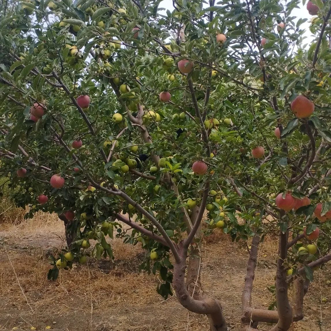 1000 متر باغ پر ثمر روستای مامن