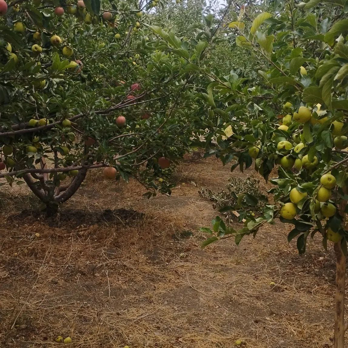 1000 متر باغ پر ثمر روستای مامن